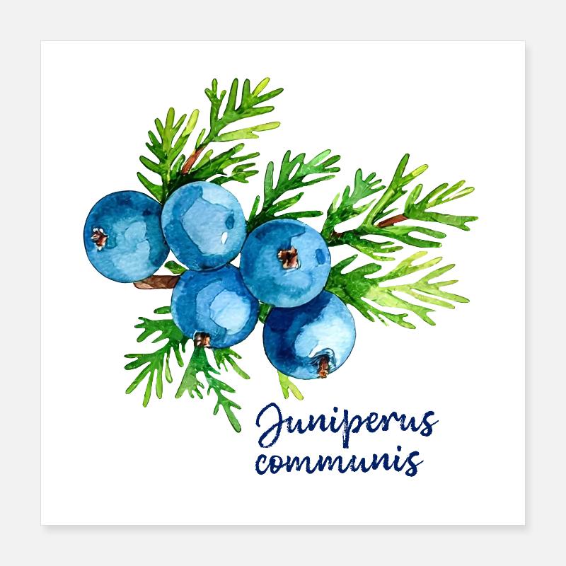 Juniperus communis - botanical illustration Poster 16" x 16" (40x40 cm)