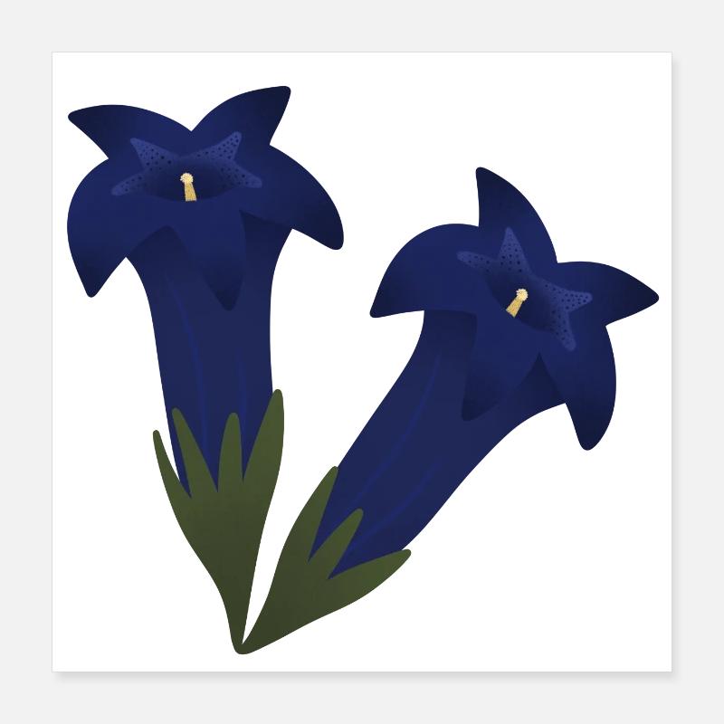 Fleurs de gentiane Poster 40 x 40 cm