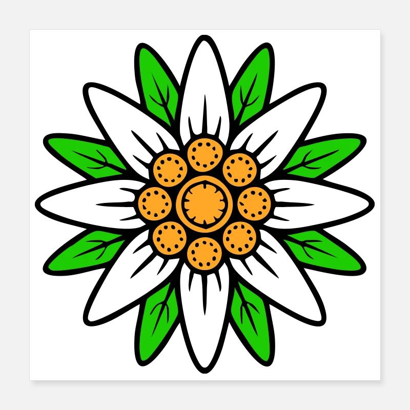 Edelweiss Poster 40x40 cm