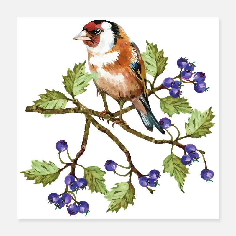 Oiseau coloré Poster 40 x 40 cm