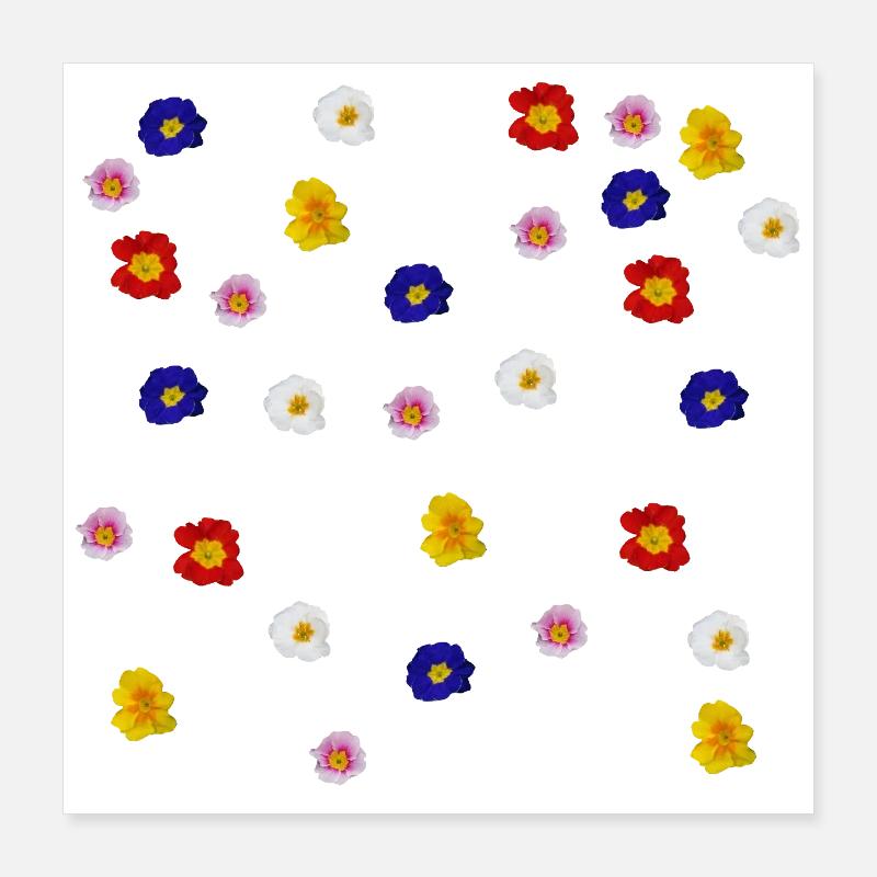 Primroses Poster 16" x 16" (40x40 cm)