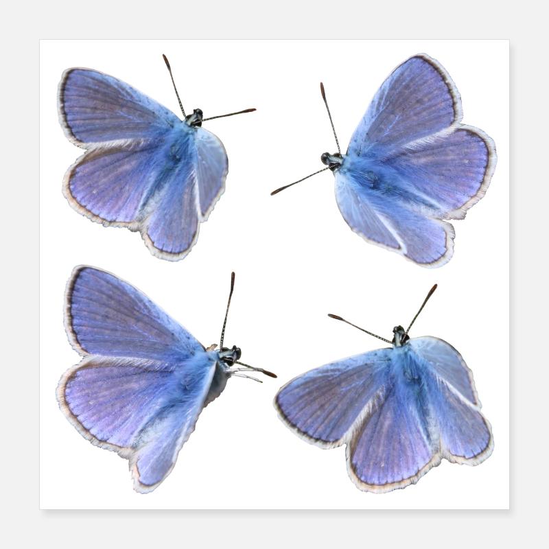 four blues Poster 16" x 16" (40x40 cm)