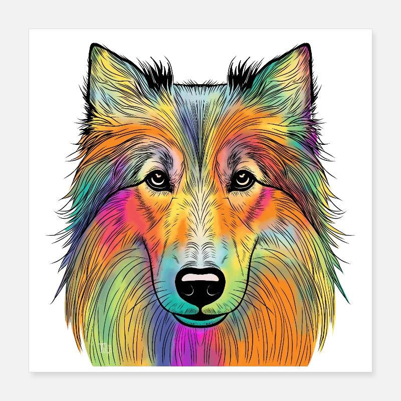 Collie Poster 40x40 cm