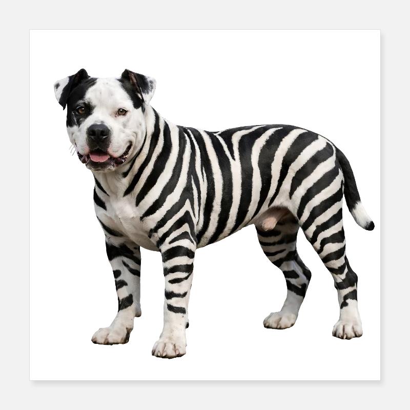 Pitbull im Zebra-Look: Cooles Urban Hybrid Design Poster 40x40 cm