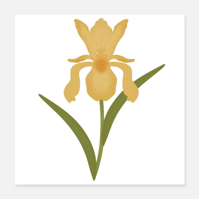 Golden Iris Bloom on Green Poster 16" x 16" (40x40 cm)