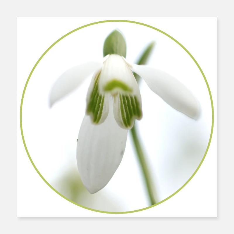 Snowdrop Blossom White Blossom Spring Poster 16" x 16" (40x40 cm)