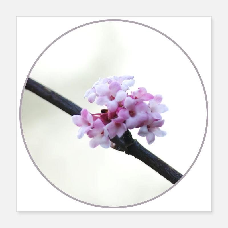 Fleur rose et blanche délicate, fleur blanche Poster 40 x 40 cm