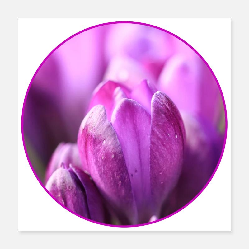 Crocuses Crocus Purple Flowers Crocus Bud Poster 16" x 16" (40x40 cm)