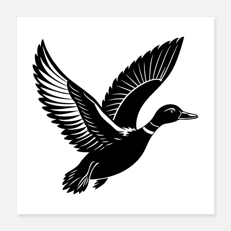 Flying Mallard Duck Poster 16" x 16" (40x40 cm)