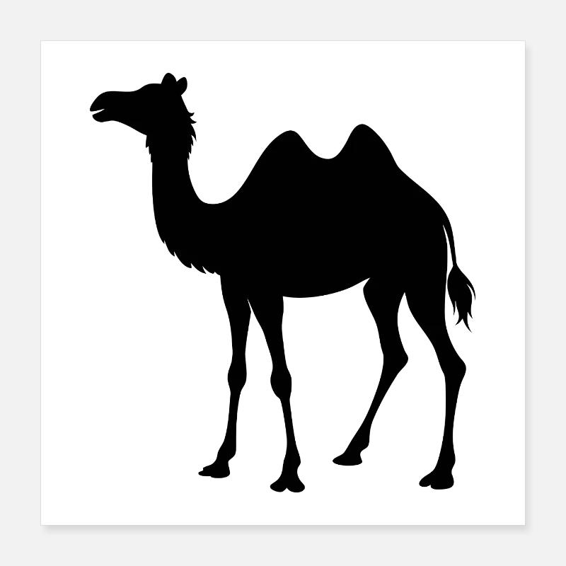 Kamel Poster 40x40 cm