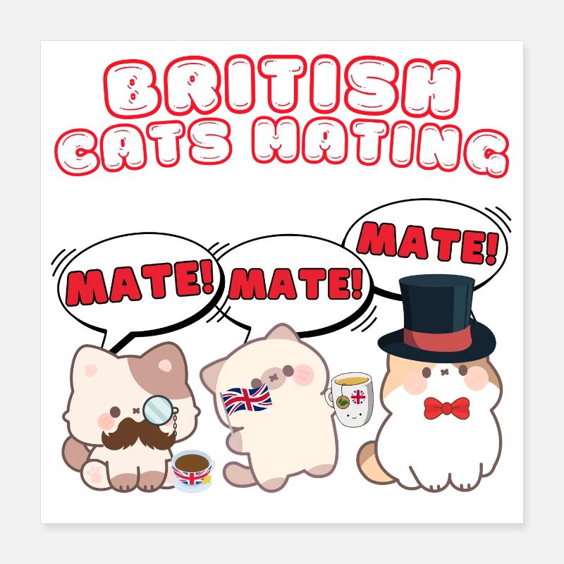 British Cats Mating Poster 16" x 16" (40x40 cm)