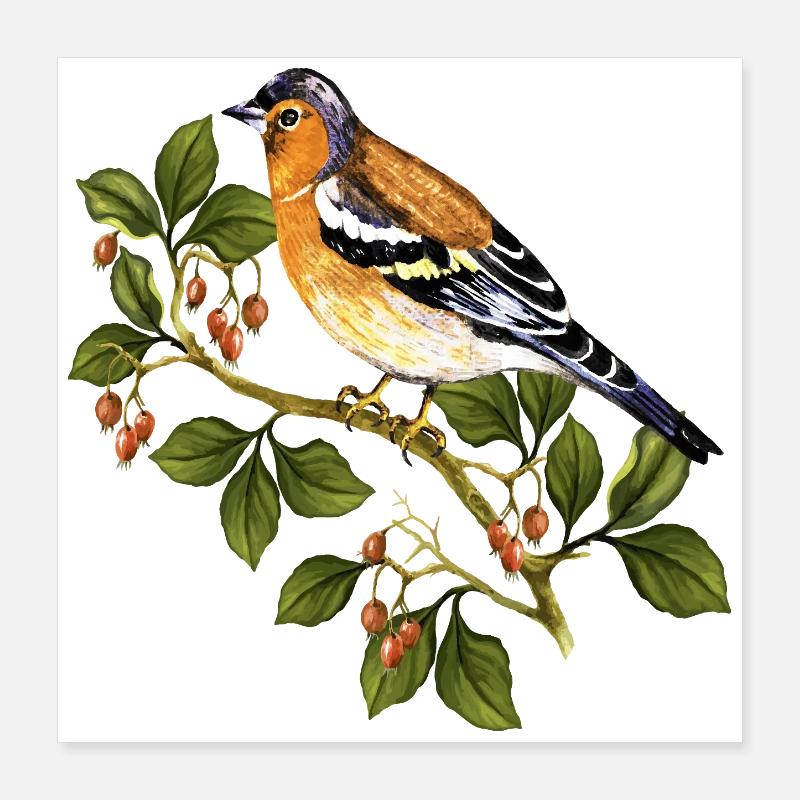 Oiseau coloré Poster 40 x 40 cm