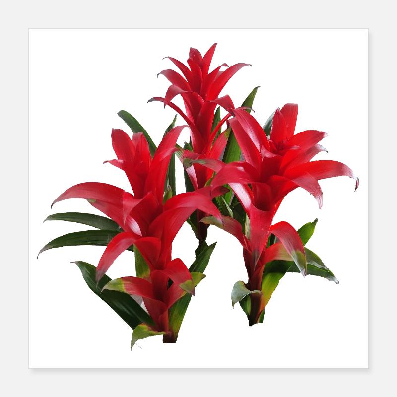 Vibrant_Red_Bromeliads Poster 40x40 cm