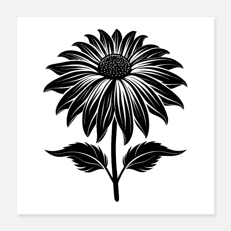 Echinacea Poster 40x40 cm