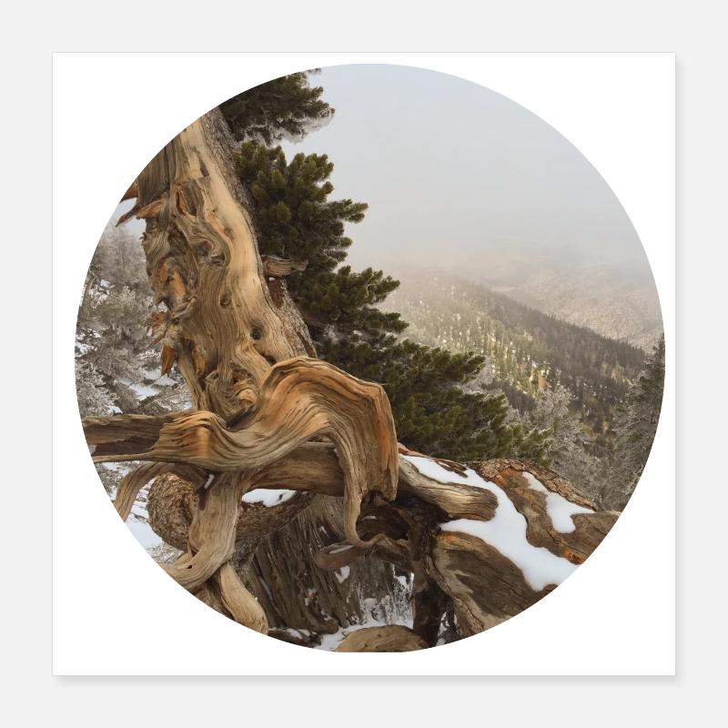 alter knorriger Baum auf dem Pacific Crest Trail Poster 40x40 cm