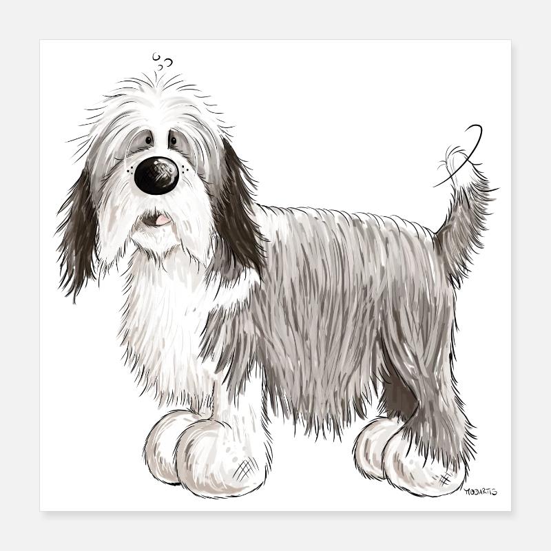 Der Bearded Collie Poster 40x40 cm