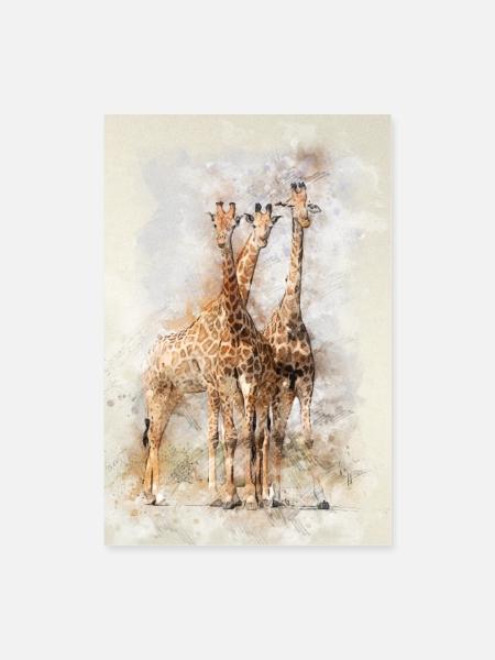 Giraffen - Poster 60x90 cm - Weiß