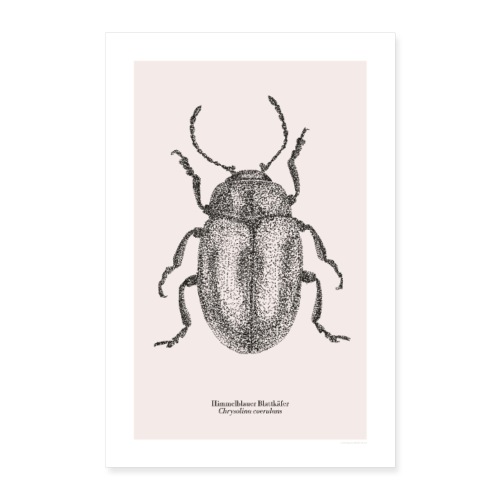 Himmelblauer Blattkäfer | Chrysolina coerulans - Poster 60x90 cm