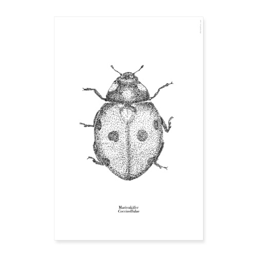 Marienkäfer | Coccinellidae Poster - Poster 60x90 cm