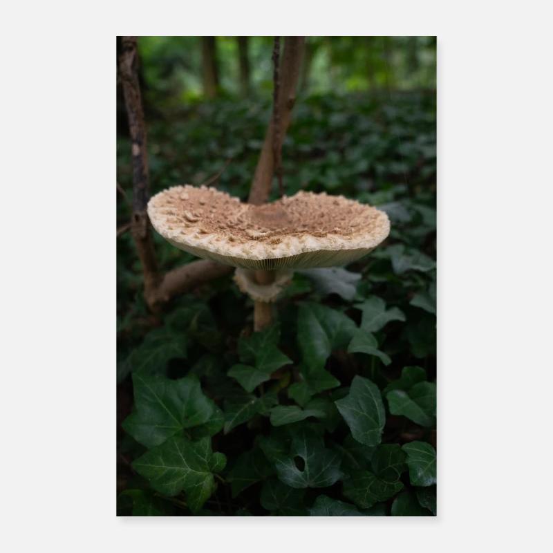 Schirmpilz im Wald Poster 60x90 cm