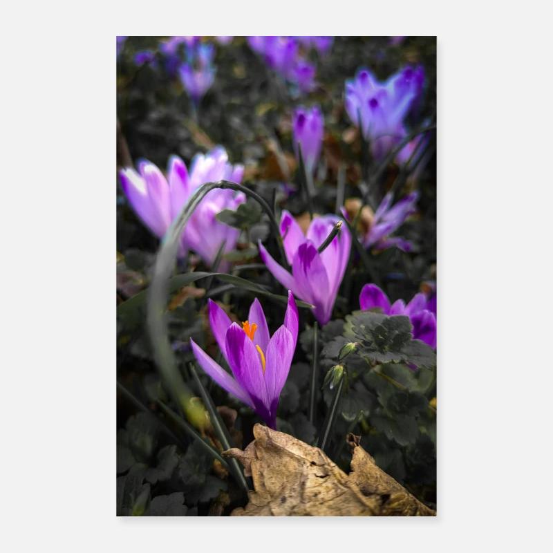 Crocus pourpre - Poster 60 x 90 cm - blanc