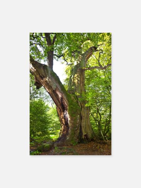 alter Baum - Poster 60x90 cm - Weiß