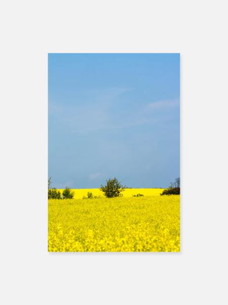 Rapsfeld - Poster 60x90 cm - Weiß