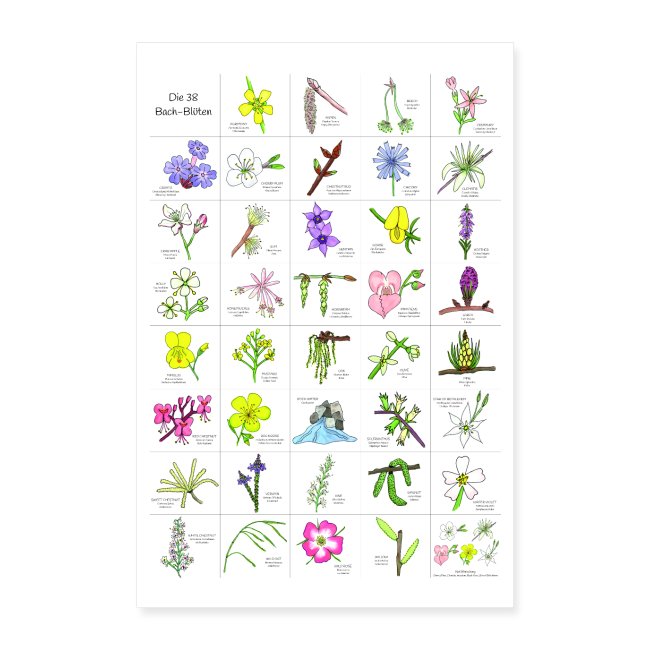 Bach-Blüten Poster handgezeichnet