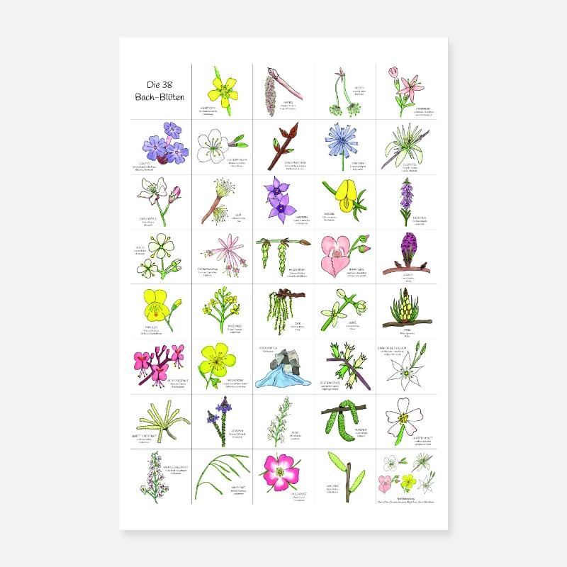 Affiche de fleurs de Bach dessinés à la main Poster 60 x 90 cm
