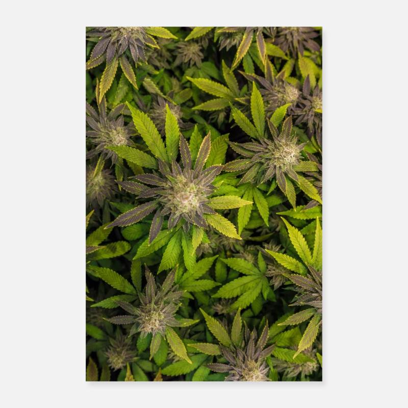 Cannabis Hemp Marijuana Leaf Poster 24" x 35" (60x90 cm)