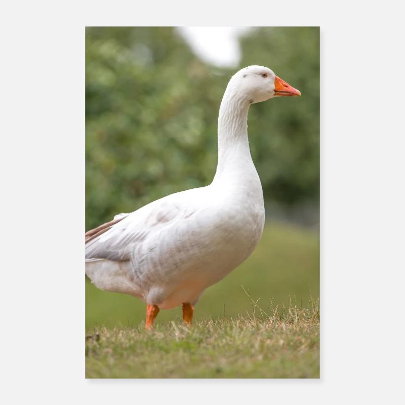 White Goose (Hausgans) Poster 60x90 cm