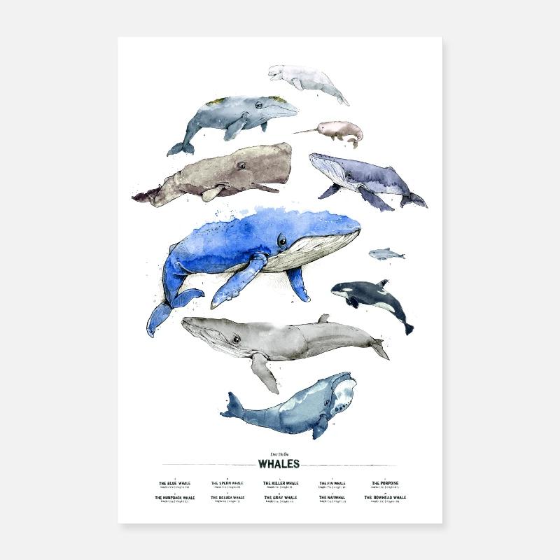 Affiche de baleine - L’espèce de baleine la plus célèbre Poster 60 x 90 cm