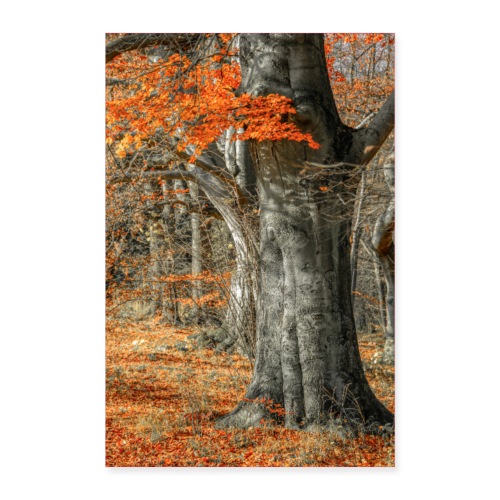 Farbenfroher Herbstwald alte Bäume - Poster 60x90 cm