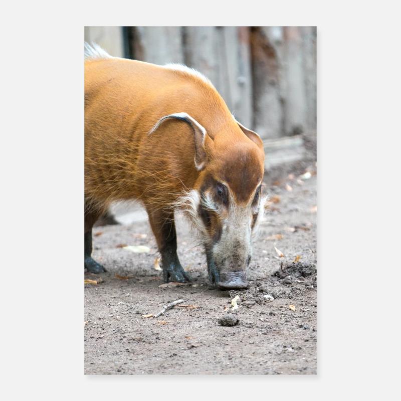 bush pig or red river hog Pinselohrschwein Poster 60x90 cm