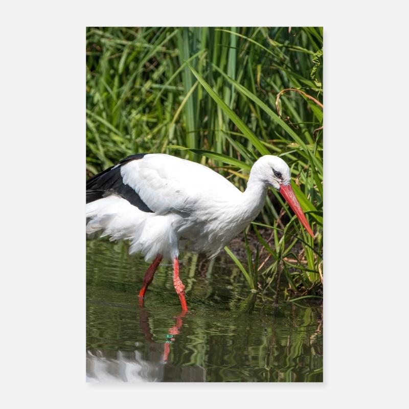 White stork (Weißstorch, Klapperstorch) Poster 60x90 cm