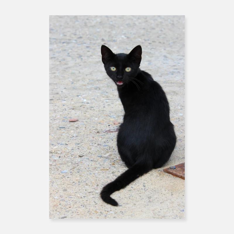 Chat noir Poster 60 x 90 cm