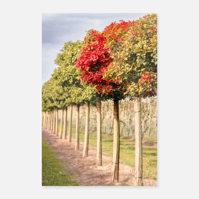 Baum mit roten Blättern im Herbst - Poster 60x90 cm - Weiß