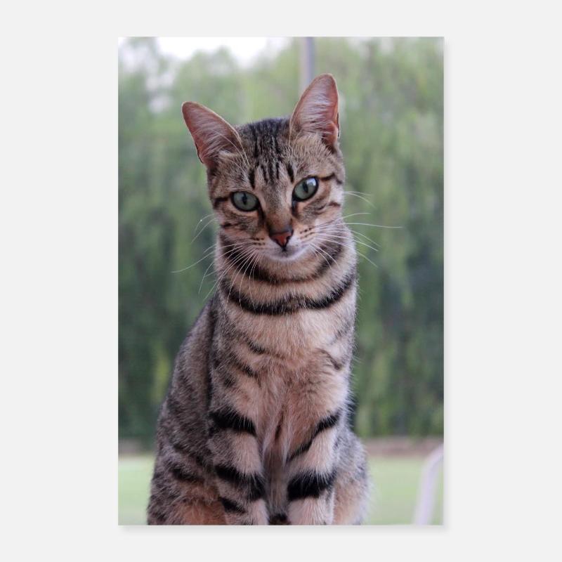 Katze Kätzchen Poster 60x90 cm