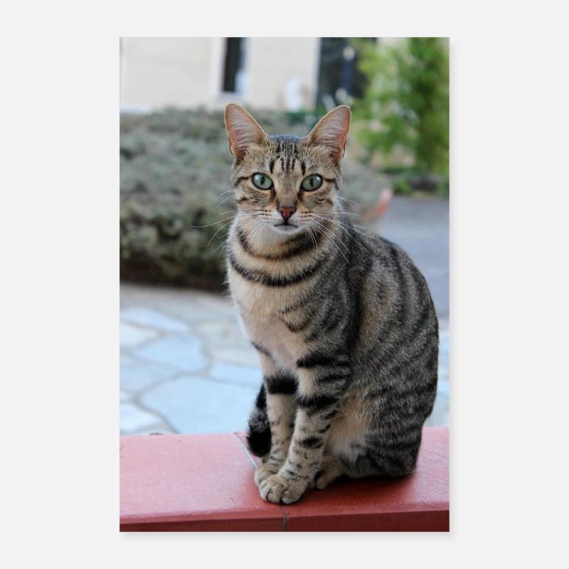 Katze Poster 60x90 cm