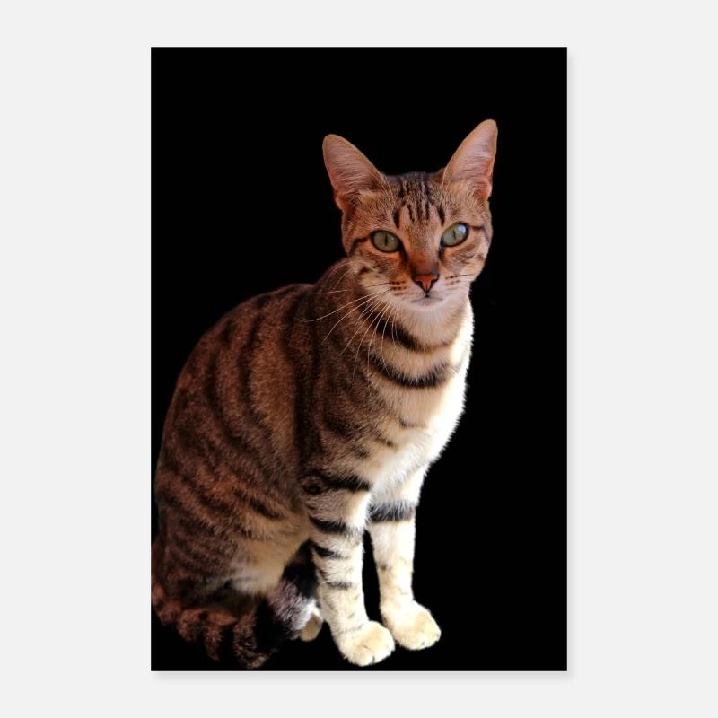 Chat chat chaton doux Poster 60 x 90 cm