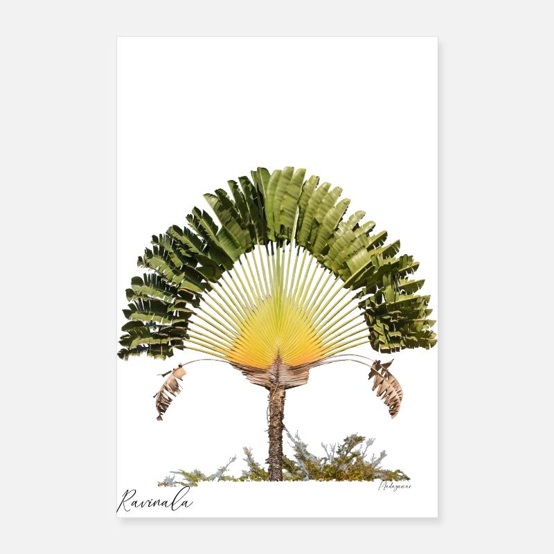 Ravinala Madagascar Poster 60 x 90 cm