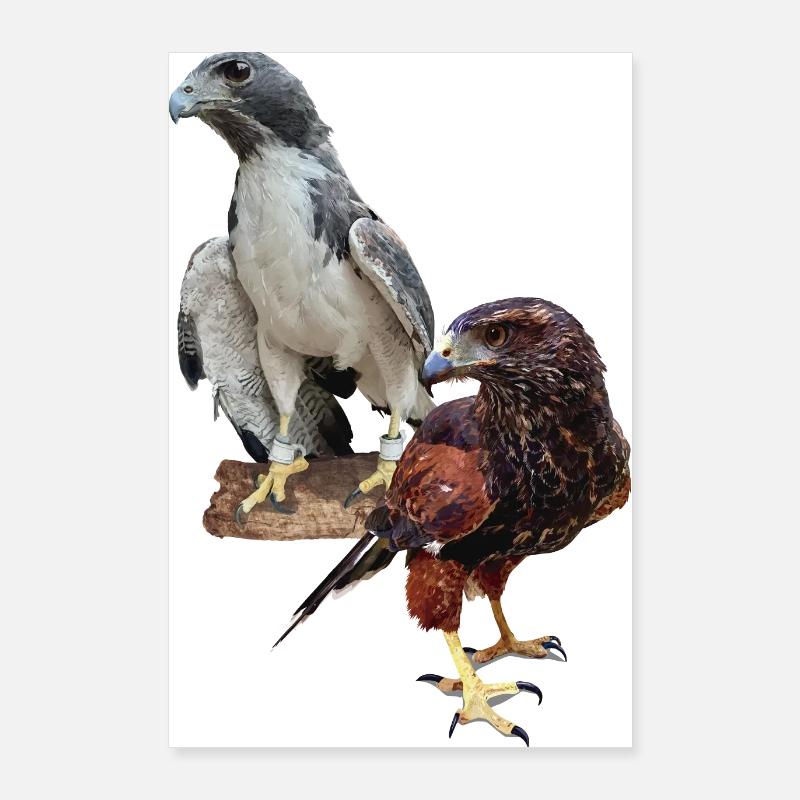 Hawks Poster 60 x 90 cm
