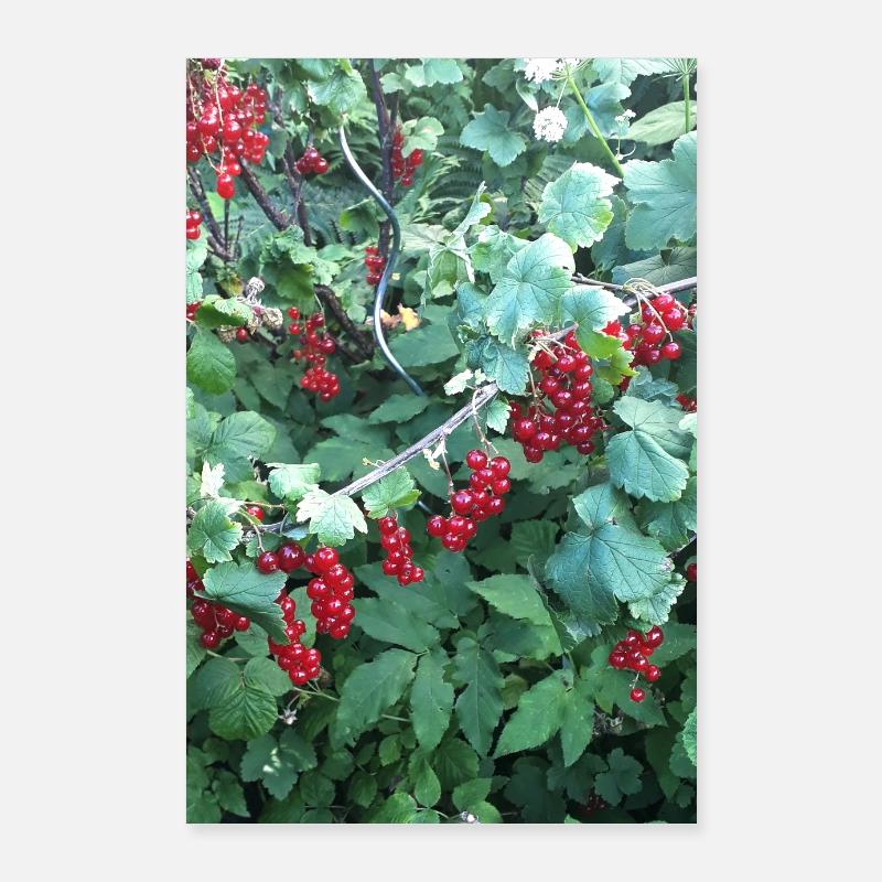 Red currants on shrub Poster 24" x 35" (60x90 cm)