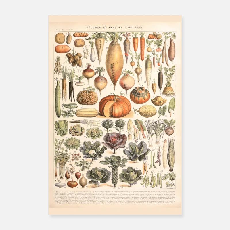 Affiche légumes vintage Poster 60 x 90 cm