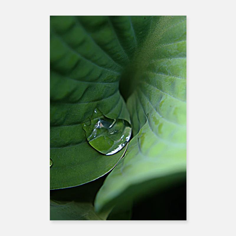 Rosée tropicale verte feuillue Poster 60 x 90 cm