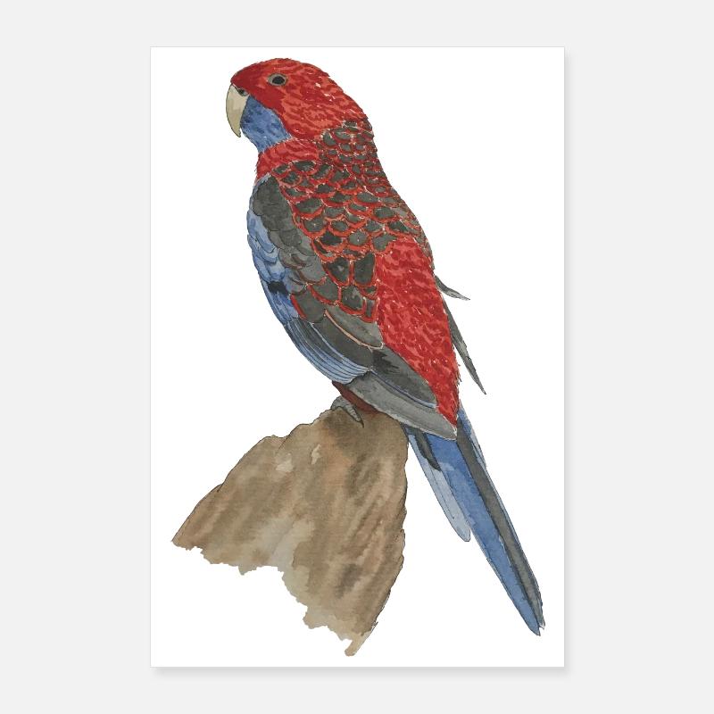 rot blauer Papagei Pennantsittich Poster 60x90 cm