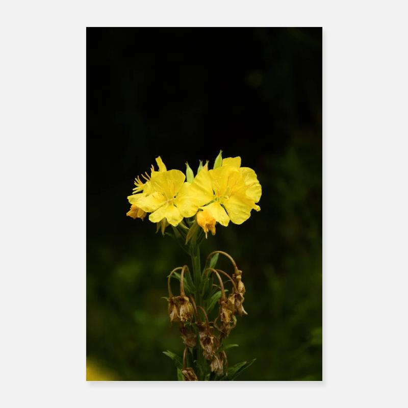 Aften primula. Poster 60x90 cm
