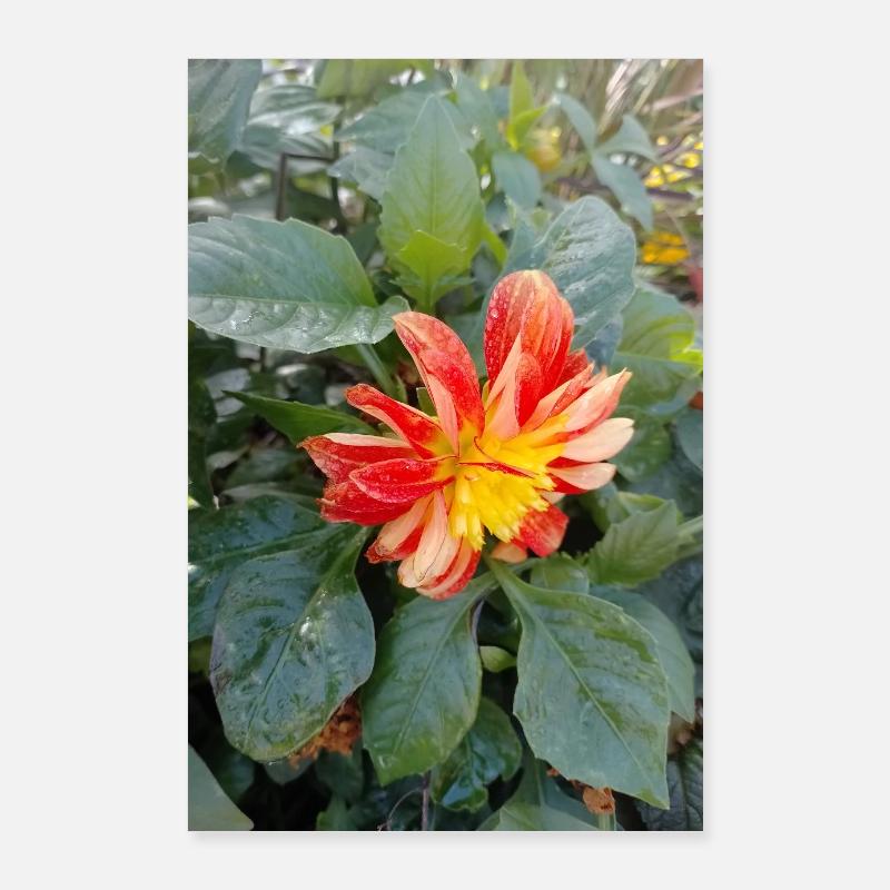 Large-feathered dahlia / Georgine Poster 24" x 35" (60x90 cm)