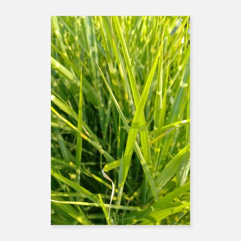 Grass scent close-up Poster 24" x 35" (60x90 cm)