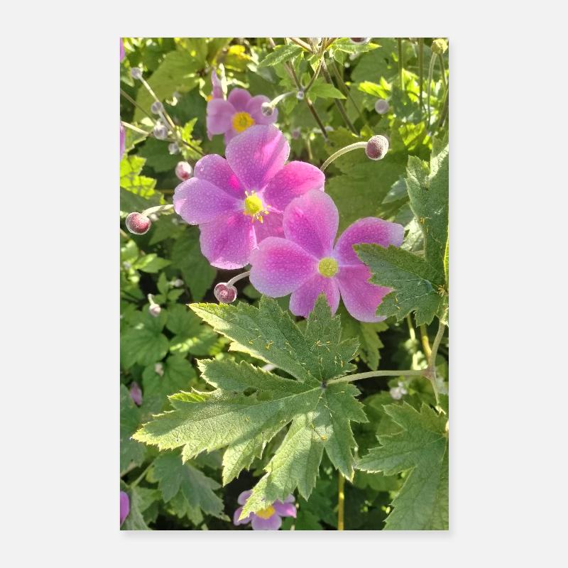 HERBST-ANEMONEN Poster 60x90 cm